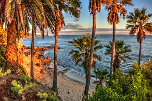 Laguna Beach Trees at Sunset